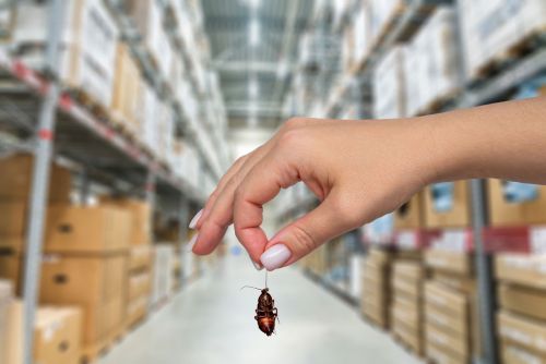 Professional Pest Control Treatment