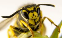 Yellowjackets
