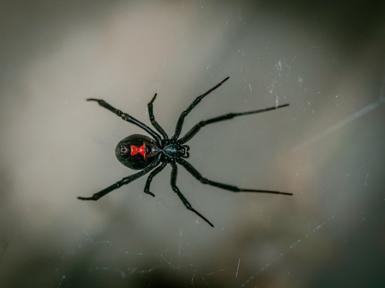 Signs of Black Widow Infest. Marin Sonoma Napa and SF