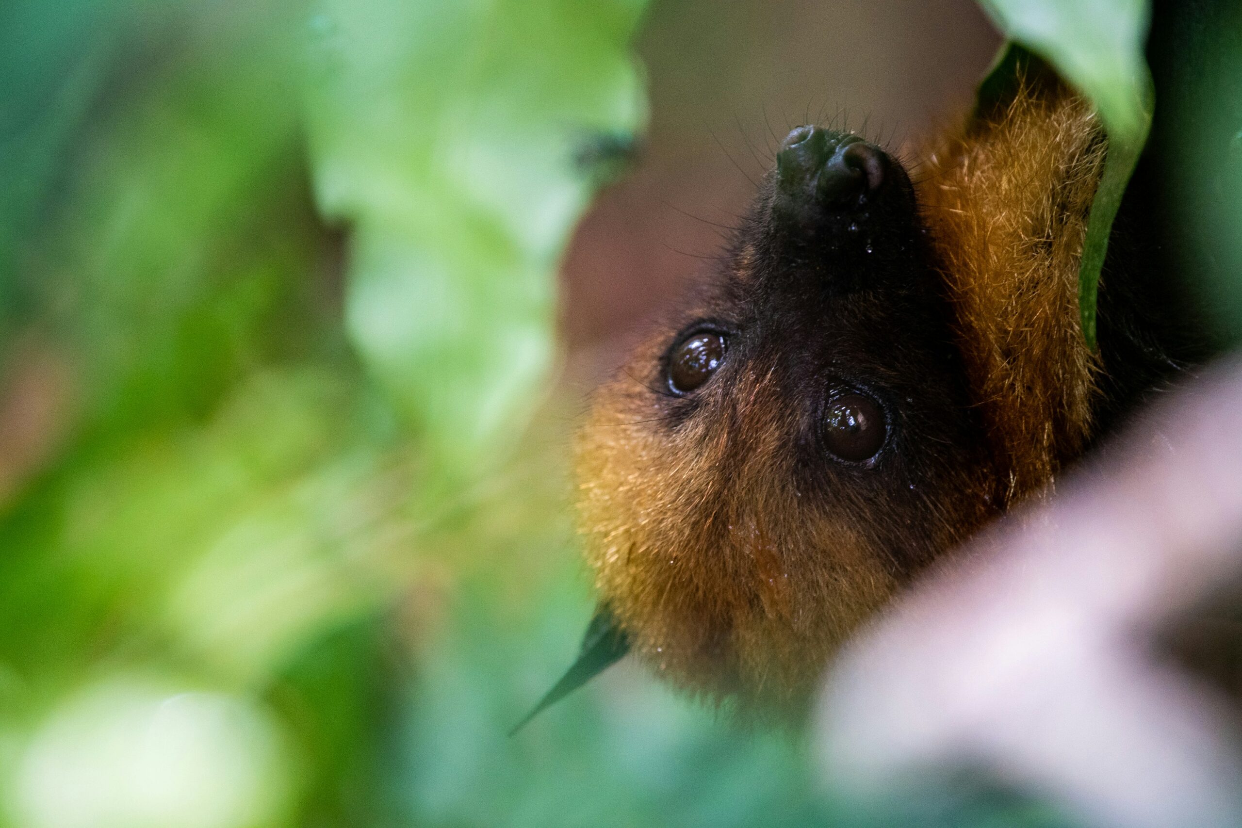 Bat control