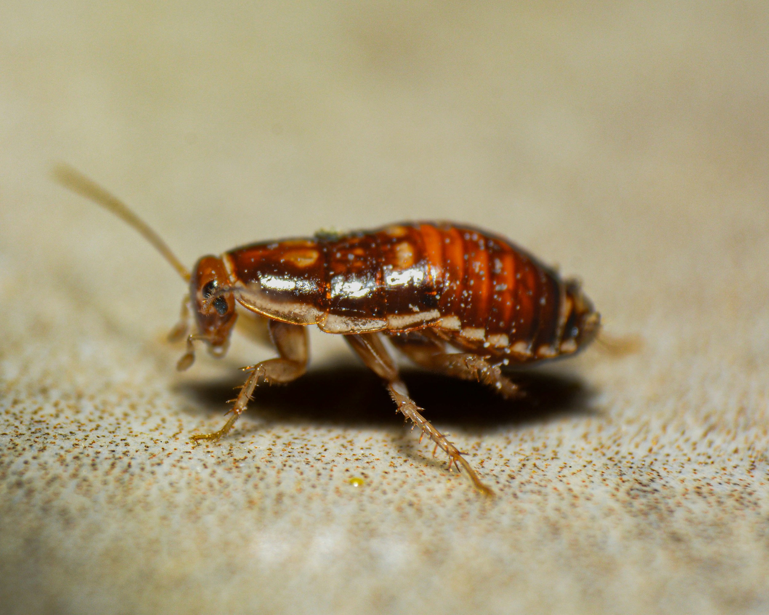 Termite Treatment in California