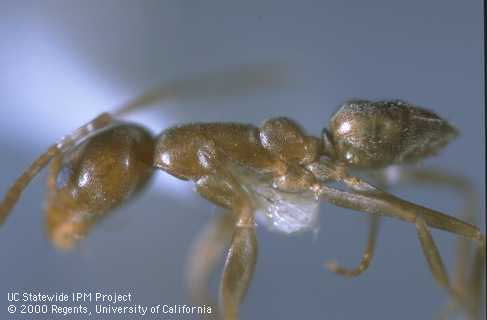 Argentine ant thorax profile identification