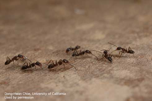Sugar ants trailing along kitchen or home surface