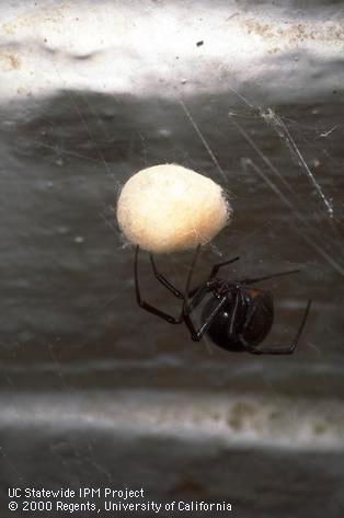 Black widow spider egg sac