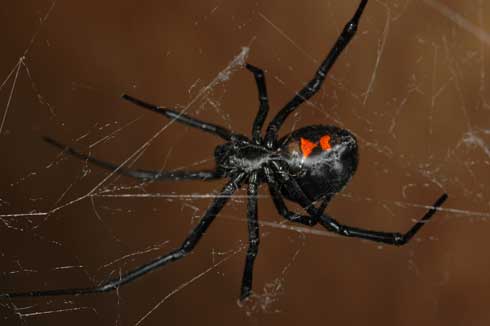 Adult female black widow spider