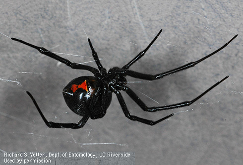 Underside of female black widow spider showing hourglass marking