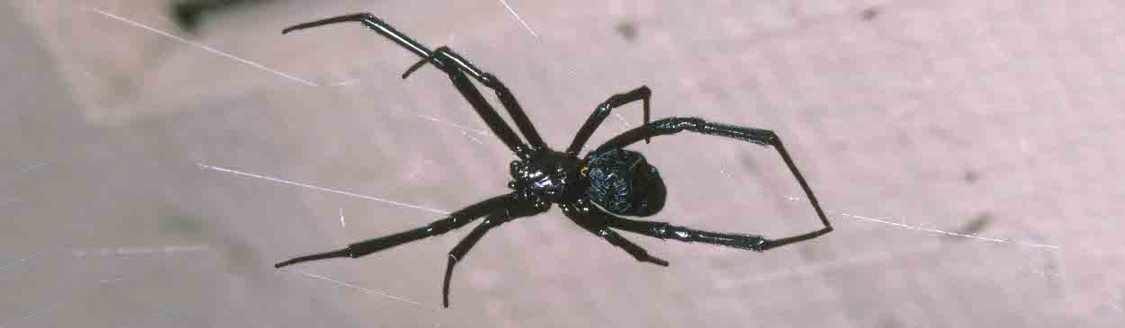 Widow spider web in sheltered area