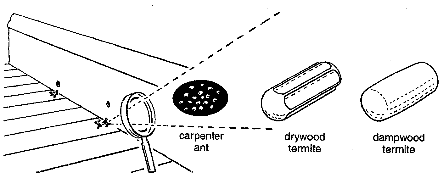 Visual comparison of carpenter ant frass and termite pellets