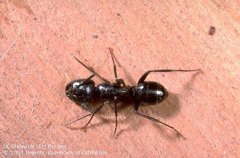 Carpenter ant worker close-up
