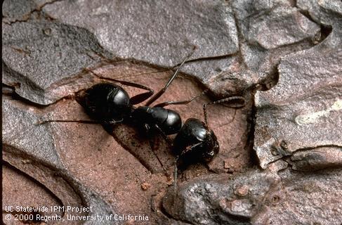 Large carpenter ant close-up