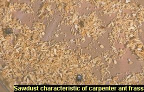 Carpenter ant frass compared with termite pellets