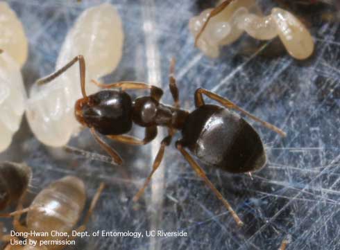 Odorous house ant often mistaken for sugar ants